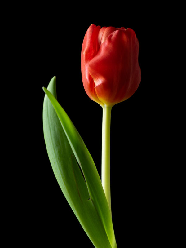 The Dance of a Red Tulip 03 - Image 2