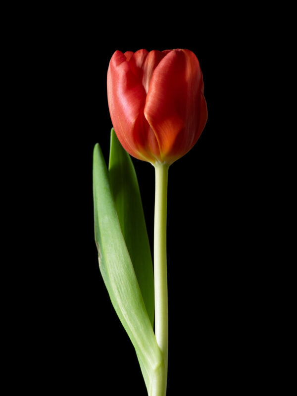 The Dance of a Red Tulip 04 - Image 2