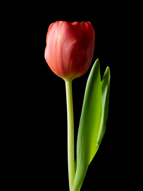 The Dance of a Red Tulip 05 - Image 2