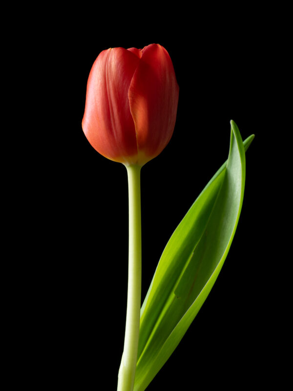 The Dance of a Red Tulip 06 - Image 2