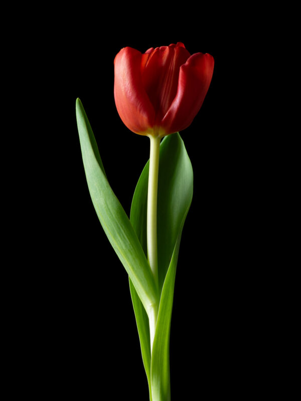 The Dance of a Red Tulip 07 - Image 2