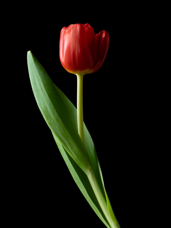 The Dance of a Red Tulip 08 - Image 2