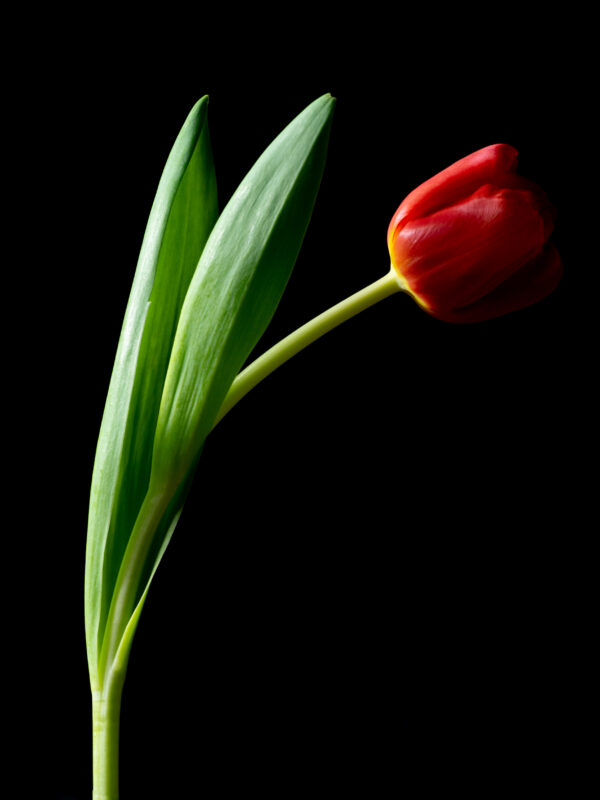 The Dance of a Red Tulip 09 - Image 2