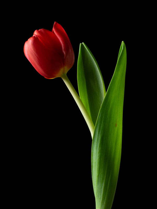 The Dance of a Red Tulip 10 - Image 2