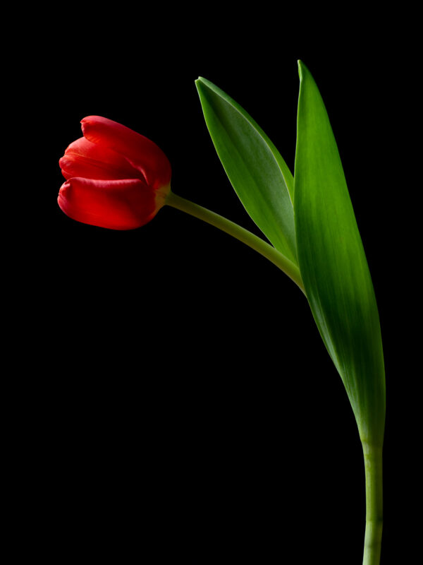 The Dance of a Red Tulip 11 - Image 2