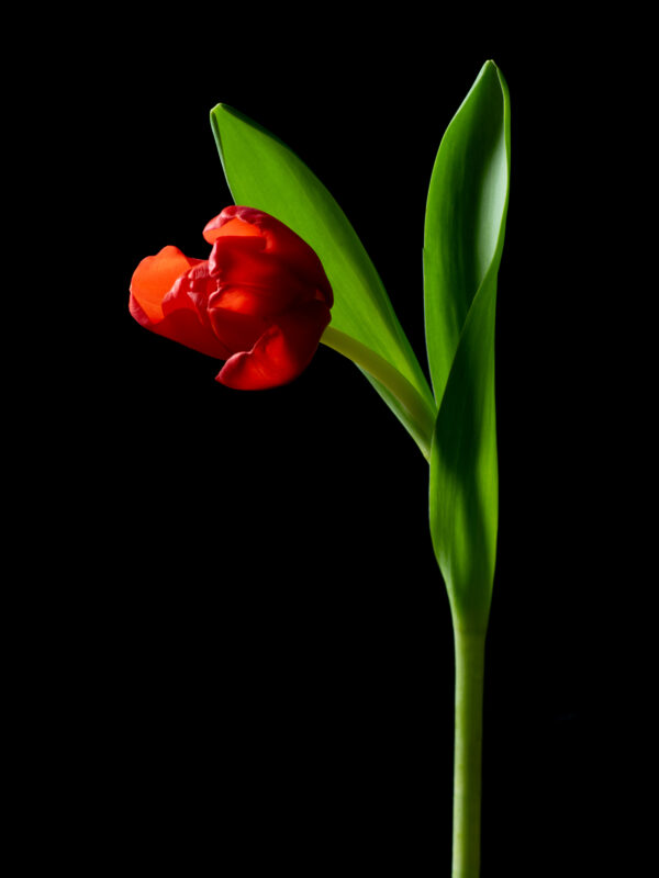 The Dance of a Red Tulip 12 - Image 2