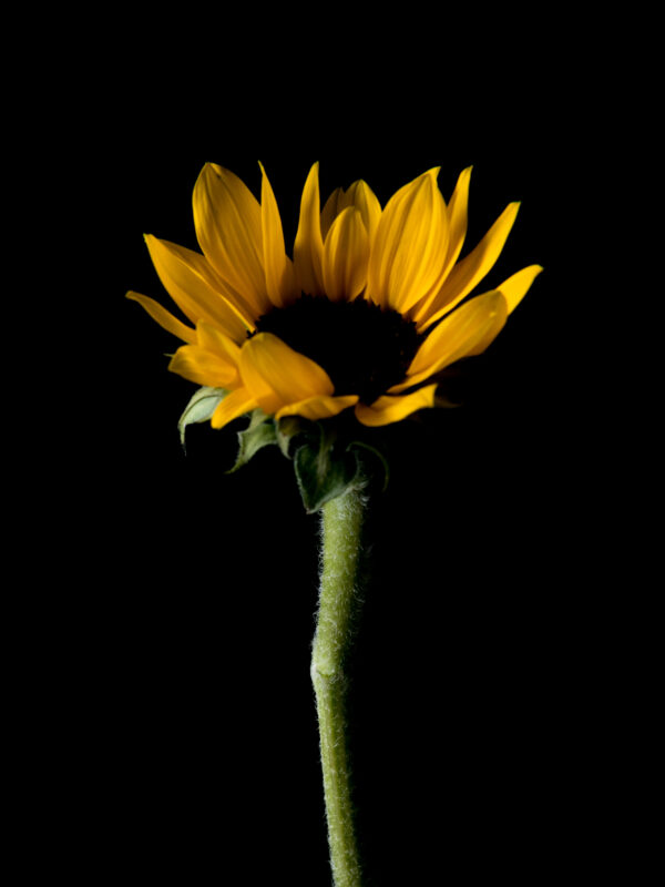 The Life Cycle of a Sunflower 02 - Image 2