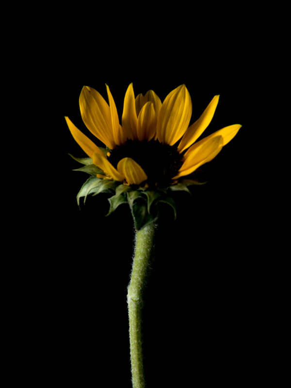 The Life Cycle of a Sunflower 03 - Image 2