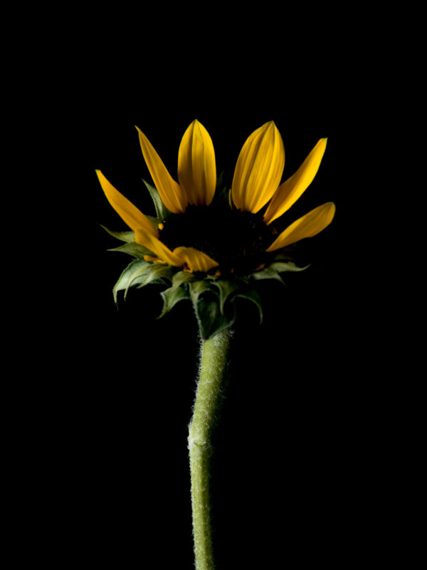 The Life Cycle of a Sunflower 04 - Image 2