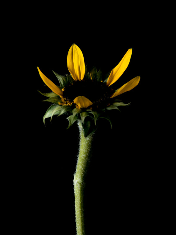 The Life Cycle of a Sunflower 05 - Image 2