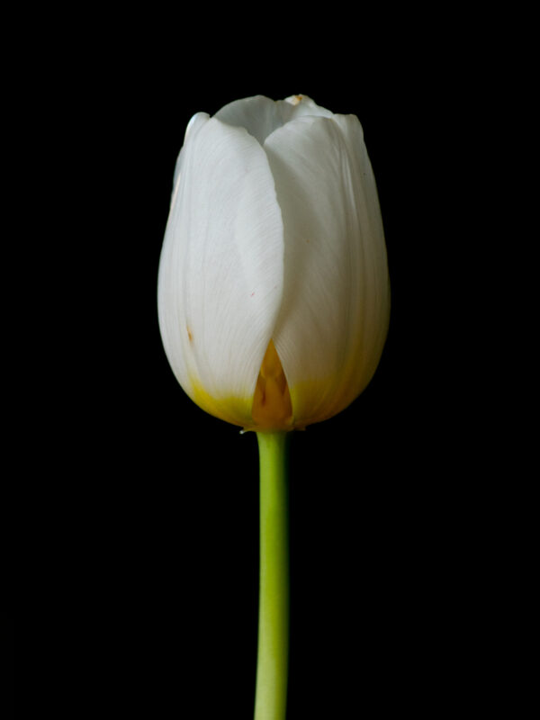 The Life Cycle of a Tulip 02 - Image 2