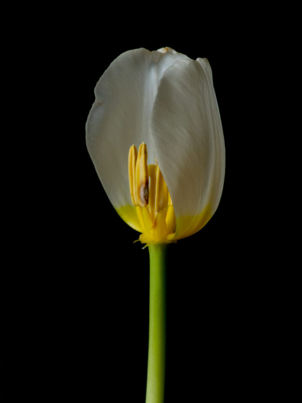 The Life Cycle of a Tulip 03 - Image 2