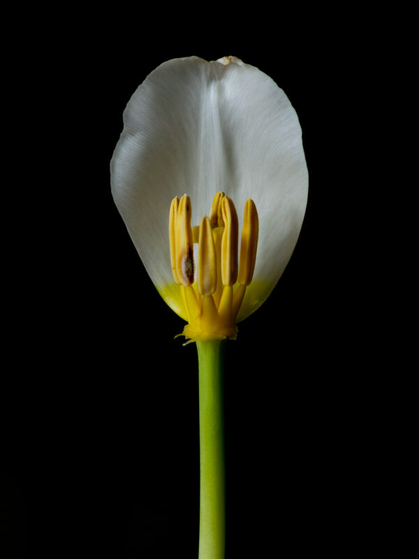 The Life Cycle of a Tulip 04 - Image 2