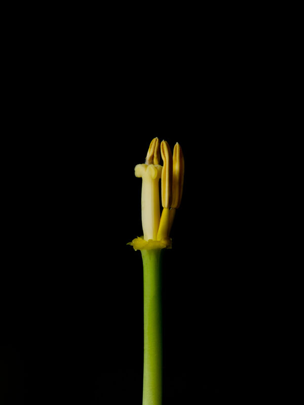 The Life Cycle of a Tulip 05 - Image 2